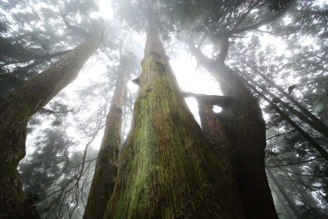 福岡から30分、日常を離れて森と静けさに出会う篠栗八十八ヶ所霊場と森林セラピーのまち篠栗観光展　