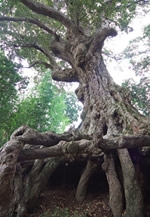 「九州の巨樹　100の絶景2」写真展