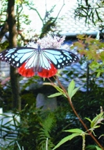 「ふるさと西区自然物語」写・文展示会