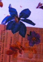 押し花展～花と遊ぶ～