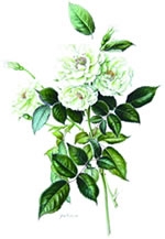 ふくおか植物画会第4回ボタニカルアート展「ROSA」