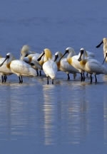 アジアンバード・クロツラヘラサギ写真展