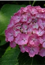 アジサイ・ホタルの名所と6月イベント情報