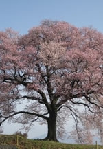 東日本大震災鎮魂ざくら　復植樹支援企画