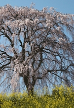 フォトハイク写真展