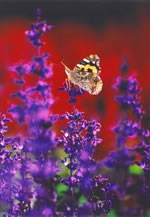 第13回花と緑のまちかど写真コンテスト　入賞作品展