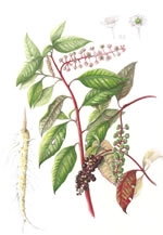 第17回福岡市植物園植物画コンクール　入賞作品展