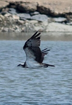 「西区ふるさと自然物語」展