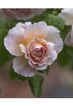 第7回花の会福岡写真展