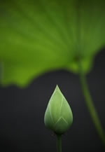 花風景　四季おりおり展