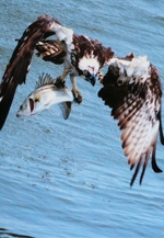 第4回遠賀川景観写真コンテスト・スケッチコンクール入賞作品展