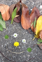 にしたんぽぽの森の展覧会　―西日本短期大学保育学科作品展