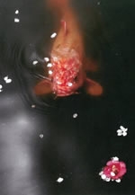 第20回フォトしゅん写真展