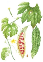 第18回福岡市植物園植物画コンクール　入賞作品展