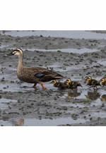 「西区ふるさと自然物語」展