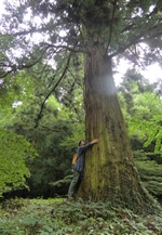 九州・沖縄の森林セラピー