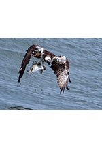 第５回遠賀川景観写真コンテスト・第５回遠賀川スケッチコンクール入賞作品展