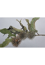 「グループ絵雲」はがき絵展