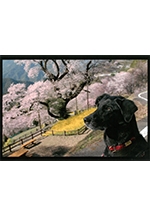 ボクの名前は宇宙（そら）！