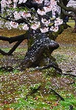 第16回花と緑のまちかど写真コンテスト　入賞作品展