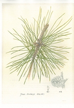 第20回福岡市植物園植物画コンクール入賞作品展