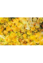 デジタルアート展Allure（アルーア）