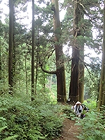 森の鼓動が聞こえる遍路の郷（さと）～篠栗町～