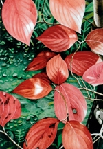 第３回自然賛美絵画個展