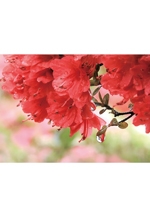 花の会福岡　第10回写真展